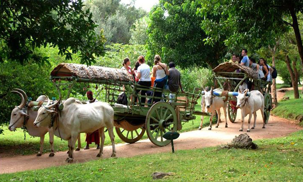 Harvesting Memories: The Blooming Trend of Agro-Tourism in India ...